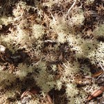 Cladina portentosa ssp. pacifica