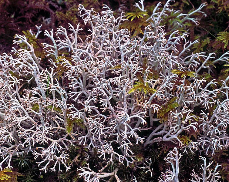 Cladina portentosa