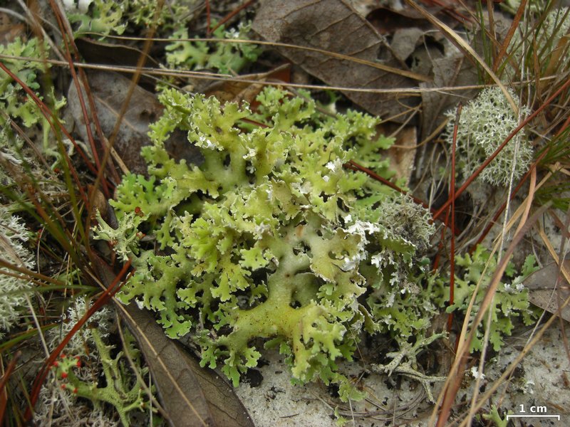 Cladonia prostrata