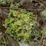 Cladonia prostrata