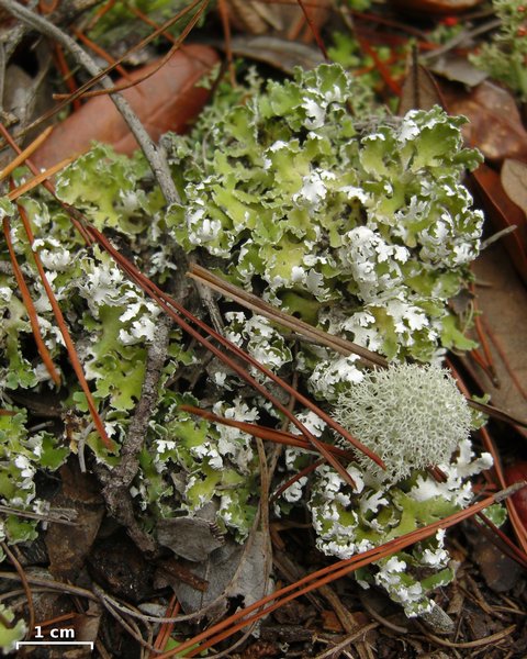 Cladonia prostrata