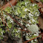 Cladonia prostrata