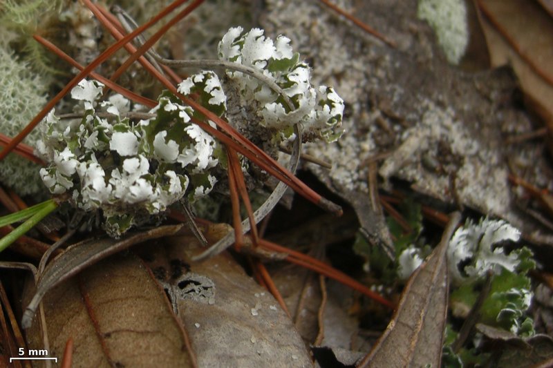 Cladonia prostrata