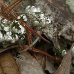 Cladonia prostrata