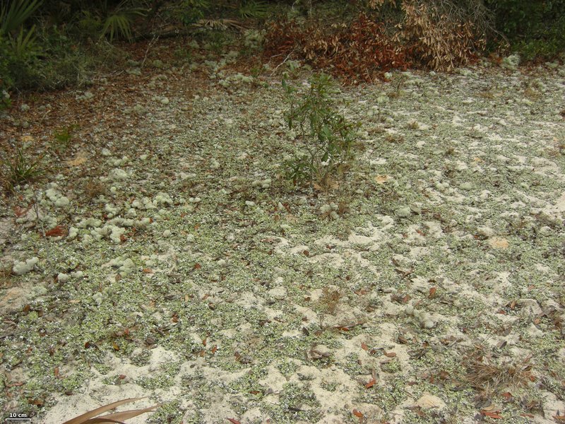 Cladonia prostrata