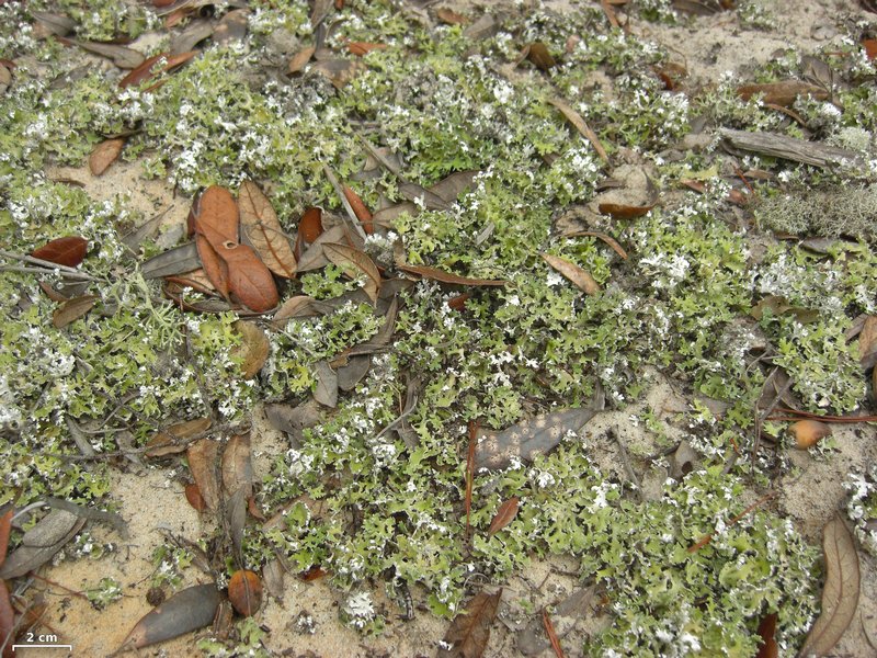 Cladonia prostrata