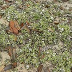 Cladonia prostrata