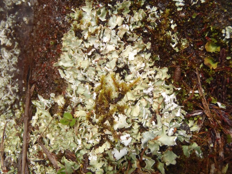 Cladonia pseudalcicornis