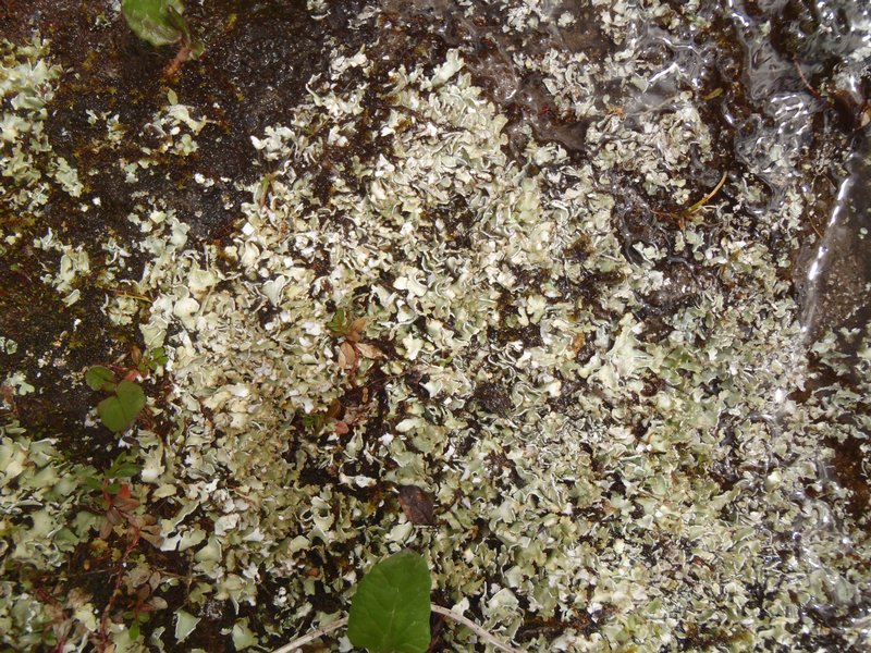 Cladonia pseudalcicornis
