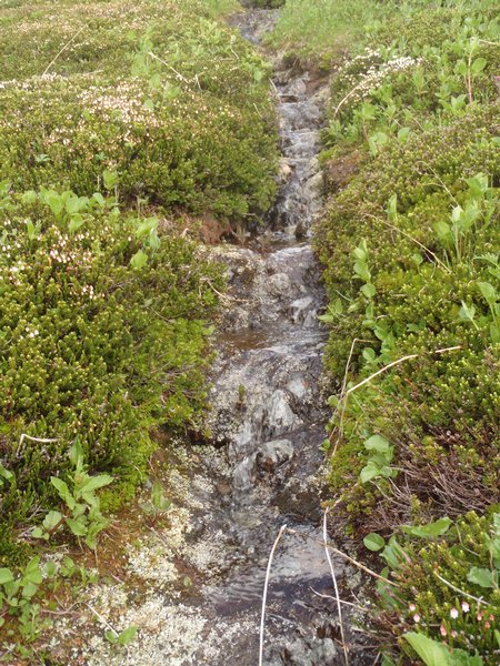 Cladonia pseudalcicornis