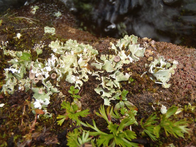 Cladonia pseudalcicornis