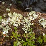 Cladonia pseudalcicornis