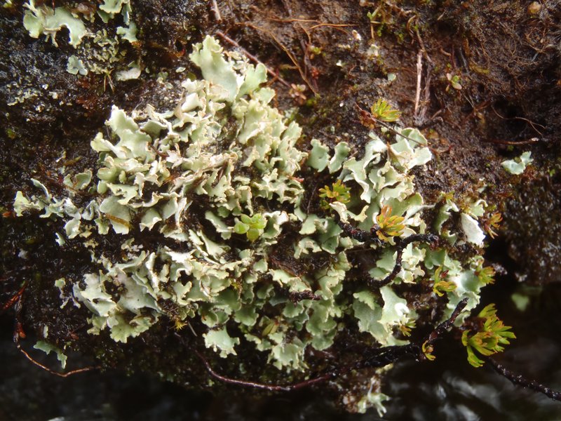 Cladonia pseudalcicornis