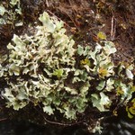 Cladonia pseudalcicornis