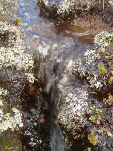 Cladonia pseudalcicornis