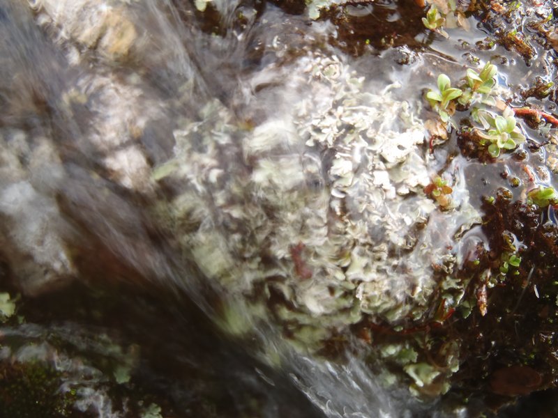Cladonia pseudalcicornis