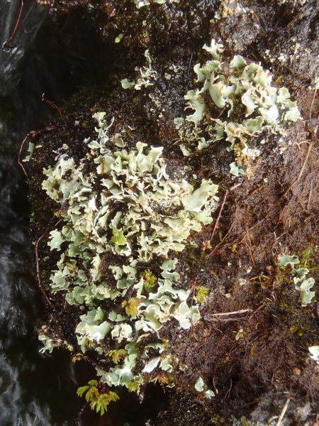 Cladonia pseudalcicornis