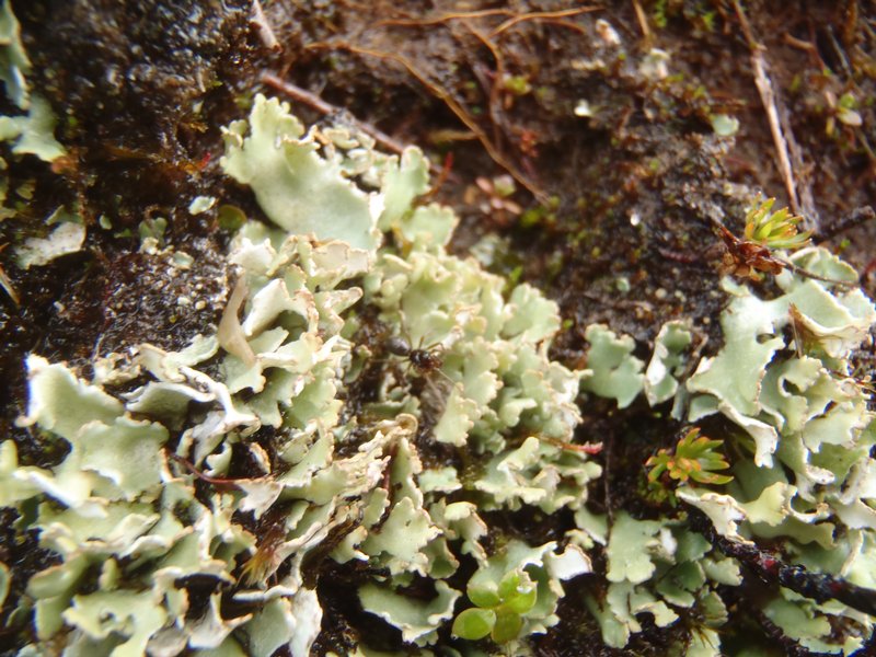 Cladonia pseudalcicornis