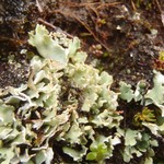 Cladonia pseudalcicornis