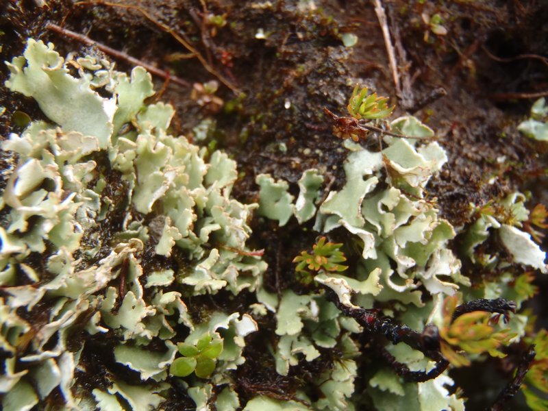 Cladonia pseudalcicornis