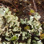 Cladonia pseudalcicornis