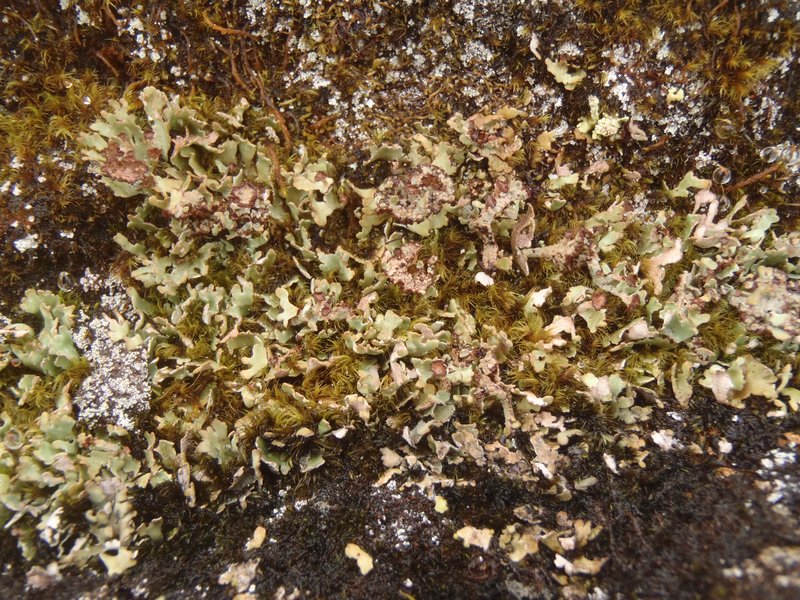 Cladonia pseudalcicornis