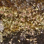 Cladonia pseudalcicornis