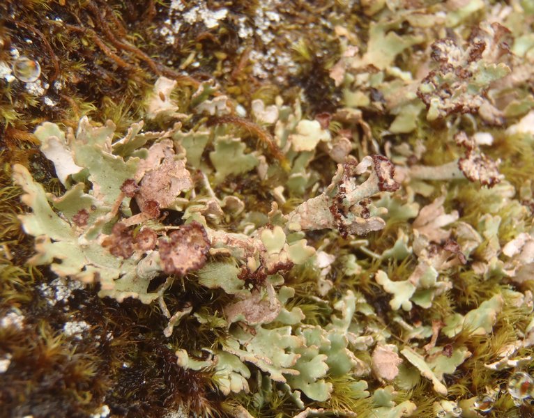 Cladonia pseudalcicornis