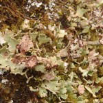Cladonia pseudalcicornis