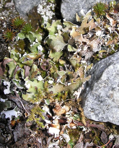 Cladonia pseudalcicornis