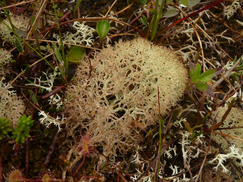 Cladina pseudoëvansii