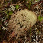 Cladina pseudoëvansii