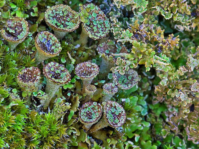 Cladonia pyxidata