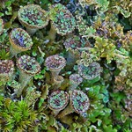 Cladonia pyxidata