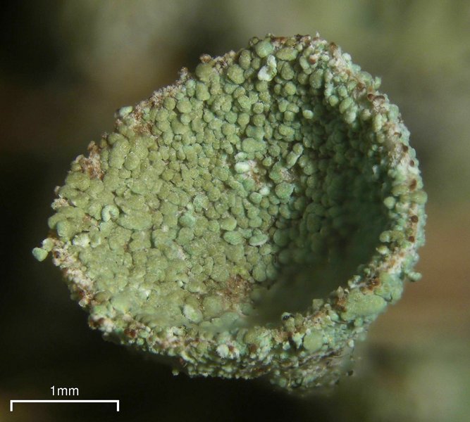 Cladonia pyxidata