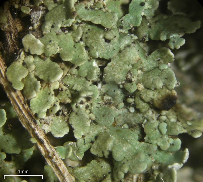 Cladonia pyxidata