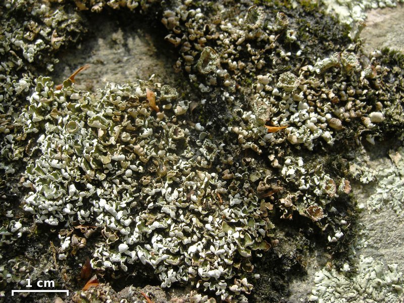 Cladonia pyxidata