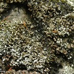 Cladonia pyxidata