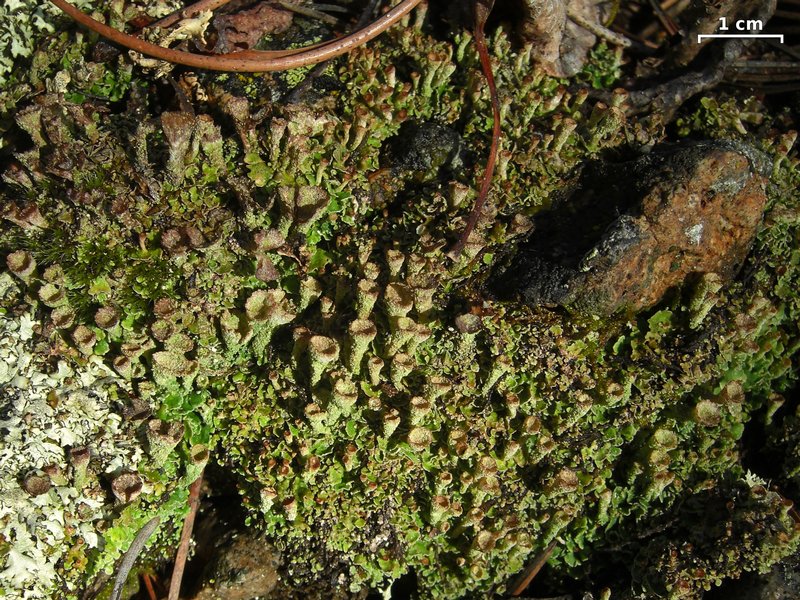 Cladonia pyxidata