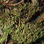 Cladonia pyxidata