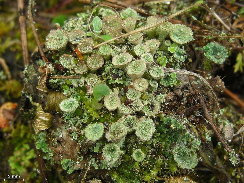 Cladonia pyxidata