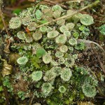 Cladonia pyxidata