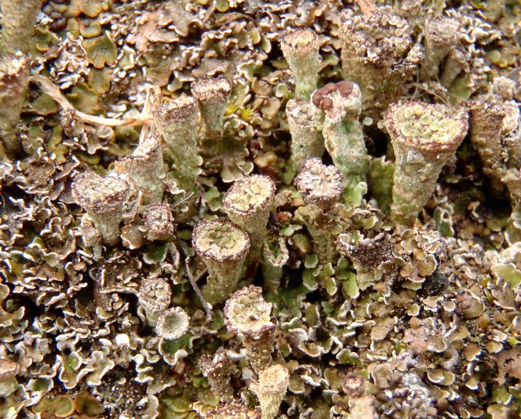 Cladonia pyxidata