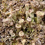 Cladonia pyxidata