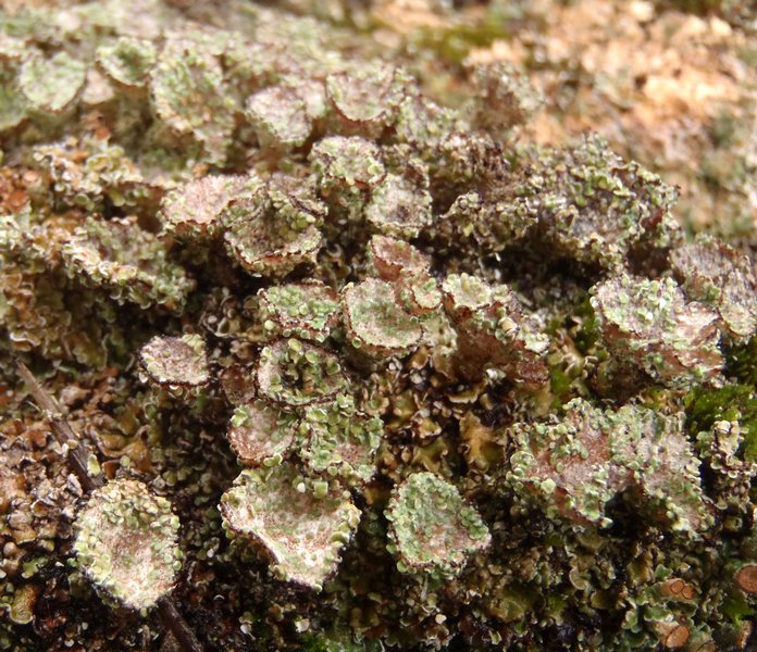 Cladonia pyxidata