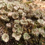 Cladonia pyxidata