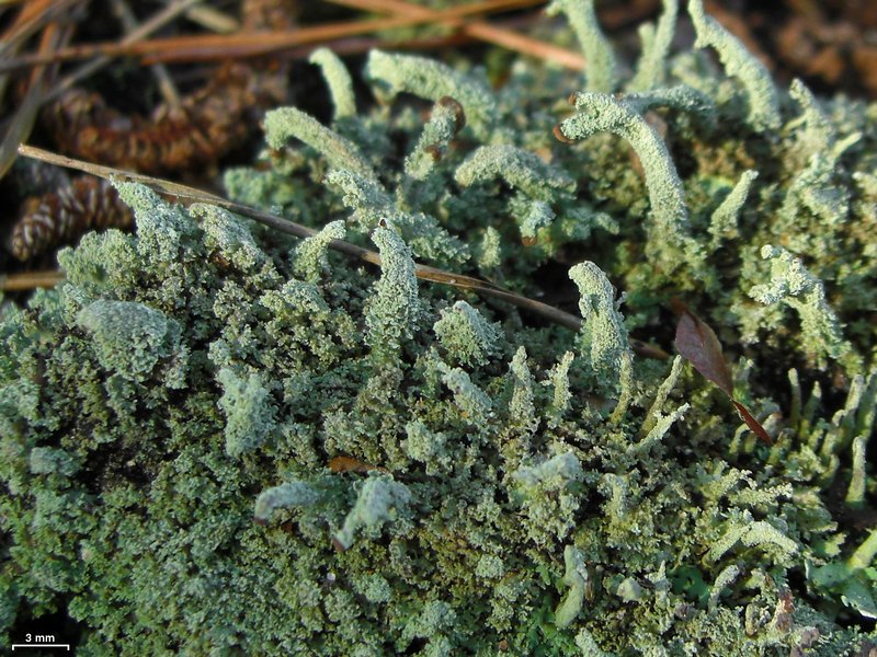 Cladonia ramulosa