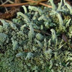 Cladonia ramulosa