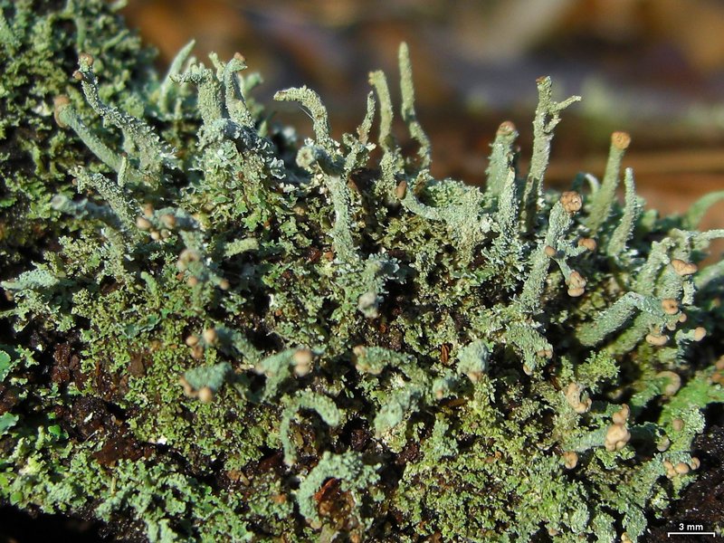 Cladonia ramulosa