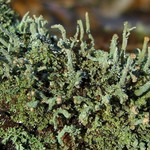 Cladonia ramulosa